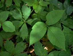 Poison Ivy