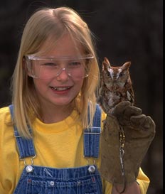 screech owl