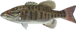 smallmouth