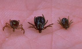 Ticks