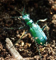 Six-spotted Green Tiger Beetle