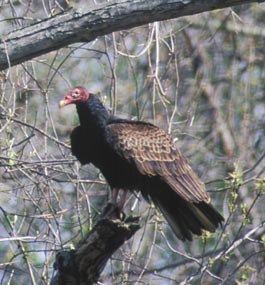 Turkey vulture