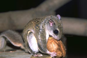 southern flying squirrel