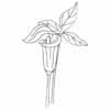 Jack-In-The-Pulpit