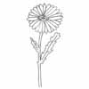 Ox-Eye Daisy