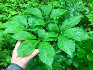 Ginseng Plant