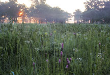 Hoosier Prairie