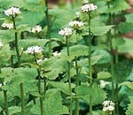 Garlic Mustard