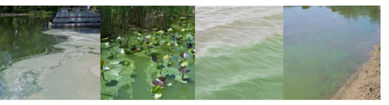 Blue-Green Algae examples