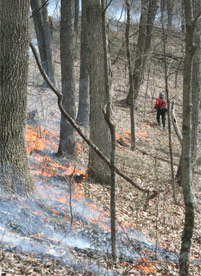 Little Blue Creek Fire