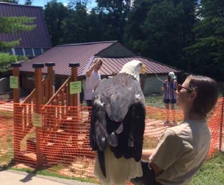 Patoka Lake eagle