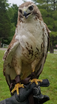 Red-tail hawk