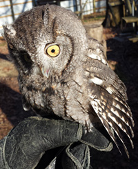 Patoka Lake Owl