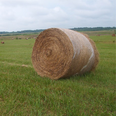 hay